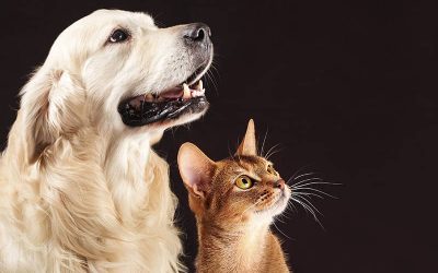 ¿Es posible la Custodia compartida de las mascotas en los procesos de divorcio?